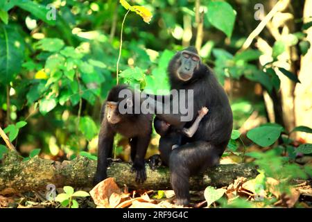 Une femelle adulte de macaque à crête noire de Sulawesi (Macaca nigra) épouse un autre individu alors qu'elle porte un bébé dans la réserve naturelle de Tangkoko, Sulawesi du Nord, en Indonésie. La température a augmenté dans la forêt de Tangkoko, un habitat protégé pour le macaque à crête menacé dans le nord de Sulawesi, selon une équipe de scientifiques dirigée par Marine Joly, publiée dans International Journal of Primatology en juillet 2023. « Entre 2012 et 2020, les températures ont augmenté jusqu’à 0,2 degrés Celsius par an dans la forêt, et l’abondance globale des fruits a diminué de 1 pour cent par an », ont-ils écrit. Banque D'Images