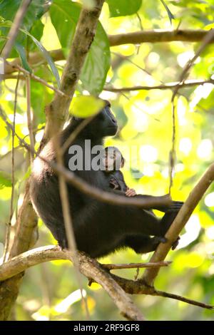 Une femelle adulte de macaque à crête noire de Sulawesi (Macaca nigra) s'occupe d'un nourrisson assis sur une branche d'un arbre dans la réserve naturelle de Tangkoko, Sulawesi du Nord, en Indonésie. Les macaques mâles à crête répondent rarement (11 pour cent) aux cris de nourrissons impliqués dans une interaction agonistique, selon une équipe de scientifiques de primates dirigée par Daphne Kerhoas dans leur rapport de juillet 2023 publié sur International Journal of Primatology. 'Nous avons également constaté que les mâles qui étaient les meilleurs amis de la mère étaient légèrement plus susceptibles de répondre aux cris d'un bébé que les mâles qui n'étaient pas les meilleurs amis de.. Banque D'Images