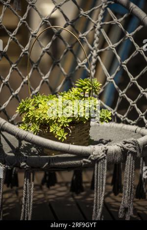 Une belle plante succulente dans un panier suspendu en osier baigné dans les rayons du soleil Banque D'Images
