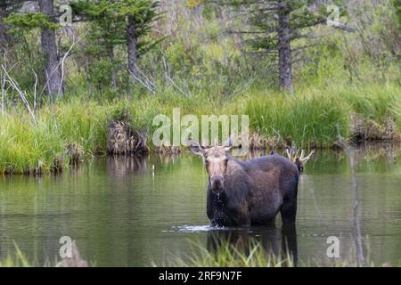 Alimentation des orignaux de vache dans les étangs de castors au lac Jefferson Colorado Banque D'Images