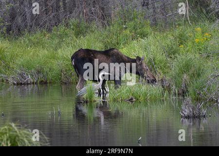 Alimentation des orignaux de vache dans les étangs de castors au lac Jefferson Colorado Banque D'Images