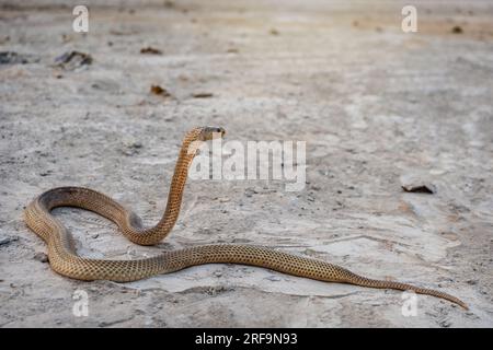 Serpent venimeux dangereux. Femelle enceinte de cobra équatorial doré crachant (Naja sumatrana) avec beaucoup d'œufs dans le corps. Banque D'Images