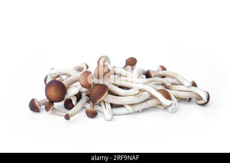 Champignon japonais ou Yanagi matsutake isolé sur fond blanc. Banque D'Images