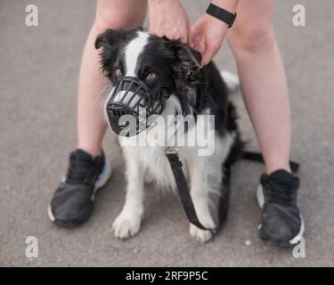 Femme marche 2 chiens. Gros plan des jambes de femmes, bordure de collie et taureau terrier dans les muzzles et sur les laisses lors d'une promenade à l'extérieur. Banque D'Images