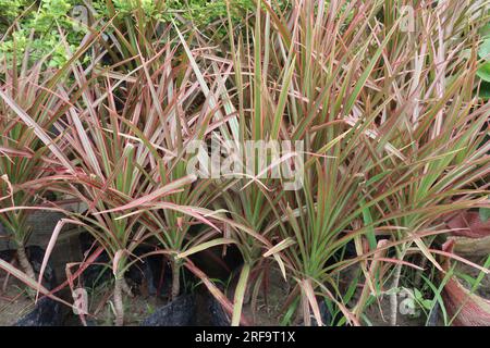 Plante de feuilles de PHORMIUM à la ferme pour la récolte sont des cultures de cendres de c Banque D'Images