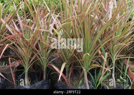 Plante de feuilles de PHORMIUM à la ferme pour la récolte sont des cultures de cendres de c Banque D'Images