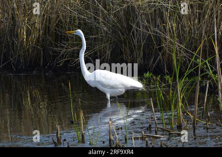 Grande Aigrette de l'Est Banque D'Images