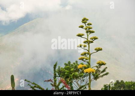 Fleurs jaunes, fleur d'un agave americana, communément connu comme la plante du siècle, maguey ou aloès américain, une espèce ornementale, dans un mont naturel Banque D'Images