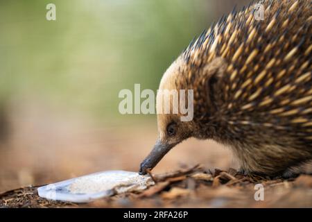 Belle petite échidna dans le parc animalier australien nourri avec sa langue dehors Banque D'Images