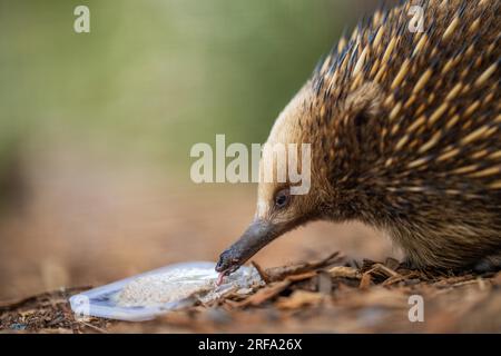 Belle petite échidna dans le parc animalier australien nourri avec sa langue dehors Banque D'Images