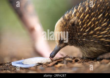 Belle petite échidna dans le parc animalier australien nourri avec sa langue dehors Banque D'Images