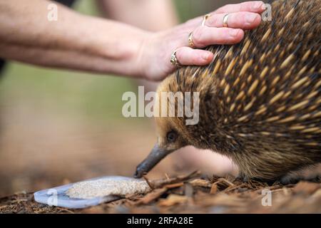 Belle petite échidna dans le parc animalier australien nourri avec sa langue dehors Banque D'Images