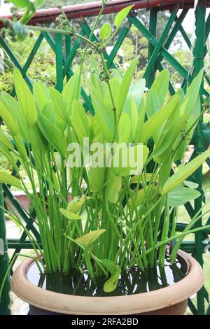 Echinodorus cordifolius plante de feuille sur pot pour la récolte sont des cultures commerciales Banque D'Images