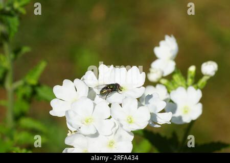 Mouche verte femelle (Lucilia), mouches de la famille, Calliphoridae. Sur fleurs blanches de verveine de jardin (Verbena x hybrida), famille des Verbenaceae. Banque D'Images