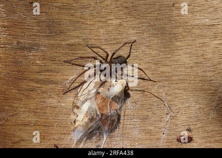 Housespider (Tegenaria), probablement araignée de poussière, araignée de dustbunny (Tegenaria atrica). Famille des araignées à toile entonnoir (Agelenidae). Banque D'Images