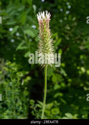 Gros plan avec Trifolium angustifolium (trèfle cramoisi à feuilles étroites) sur fond naturel. Banque D'Images