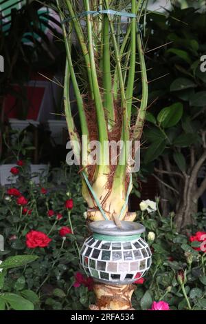 washingtonia palmier à la ferme pour la récolte sont des cultures commerciales Banque D'Images