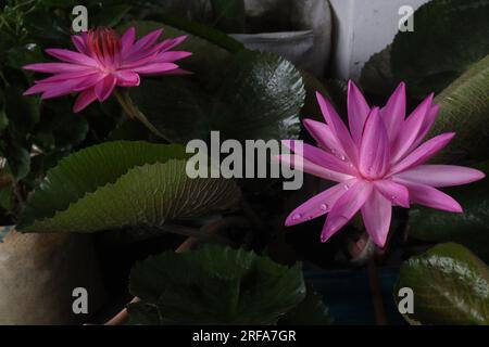 Nymphaea pubescens plante florale également appelée nénuphar rose à la ferme pour la récolte sont des cultures commerciales Banque D'Images