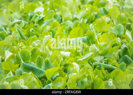 Calla palustris, vue de dessus. Feuilles de Calla ou d'arum de tourbière, calla de marais. Beau groupe de callas de marais croissant dans le marais dans l'habitat naturel Banque D'Images