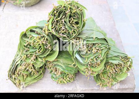 Une vue de plusieurs paquets de feuilles, exposés sur un marché fermier local. Feuilles d'arbre de Sal utilisées pour faire le tapari au Népal. Banque D'Images