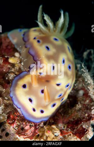 Tryonn's Nudibranch, Hypselodoris tryoni, site de plongée Pulau Putus, détroit de Lembeh, Sulawesi, Indonésie Banque D'Images