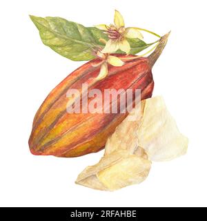 Illustration à l'aquarelle de fruits de cacao rouge avec feuille et beurre de cacao blanc. Illustration isolée dessinée à la main. Convient à la conception d'emballage, menu Banque D'Images