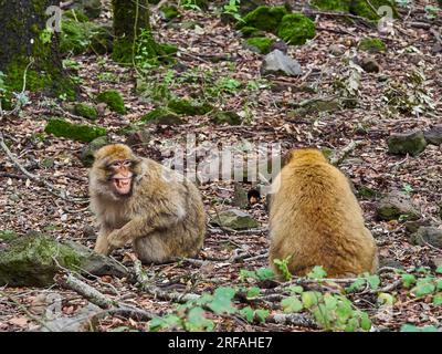 Singes de Barbarie, macaques barbares, ou Macaca sylvanus, assis sur le sol d'une forêt dans les montagnes de l'atlas du Maroc. Banque D'Images