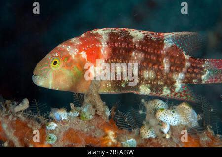 Twospot Wrasse, Oxycheilinus bimaculatus, site de plongée de Pantai Parigi, détroit de Lembeh, Sulawesi, Indonésie Banque D'Images