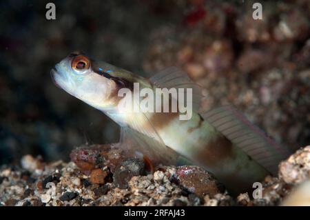 Shrimpgoby masqué, Amblyeleotris gymnocephala, par trou, site de plongée de Pantai Parigi, détroit de Lembeh, Sulawesi, Indonésie Banque D'Images