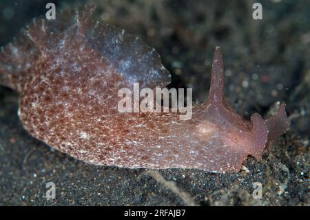 Lièvre tacheté, Aplysia argus, site de plongée TK3, détroit de Lembeh, Sulawesi, Indonésie Banque D'Images