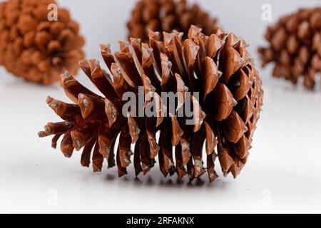 exemple biologique de spirales de fibonacci observées sur une pomme de pin isolée sur fond blanc. Banque D'Images