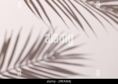 Gros plan de l'ombre des feuilles de palmier et copier l'espace sur fond blanc Banque D'Images