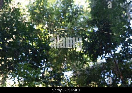 Grosse araignée en toile dans la forêt tropicale humide. Banque D'Images