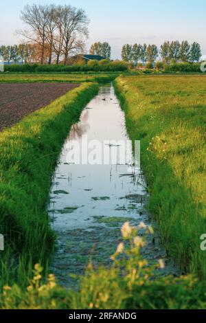 Sereine polder hollandais terres agricoles avec un canal rempli d'eau qui traverse le milieu des champs agricoles en Hollande aux pays-Bas. Banque D'Images