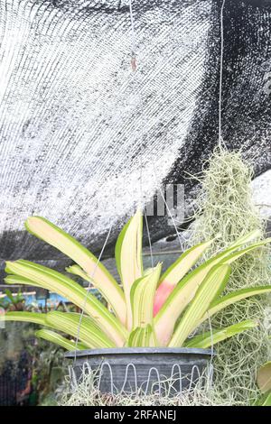 Neoregelia carolinae plante de feuille sur pot suspendu dans la ferme pour la récolte sont des cultures commerciales Banque D'Images