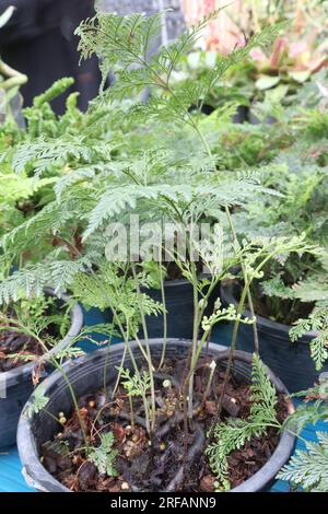 Davallia fejeensis arbre plante sur pot à la ferme pour la récolte Banque D'Images