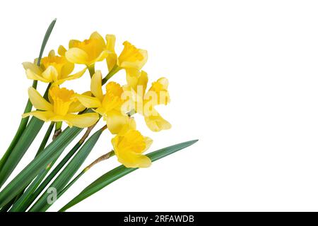 Beau bouquet de jonquilles jaunes ou de narcisses isolé sur fond blanc. Fleurs de printemps en fleurs, cloches de Pâques. Carte de voeux de printemps, invitati Banque D'Images