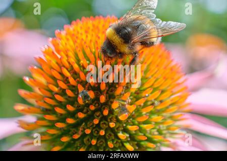 Gros plan d'une abeille pollinisant une fleur Banque D'Images