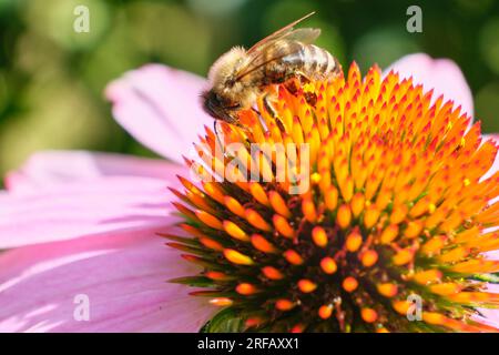 Gros plan d'une abeille pollinisant une fleur Banque D'Images