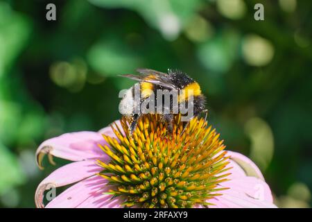 Gros plan d'une abeille pollinisant une fleur Banque D'Images