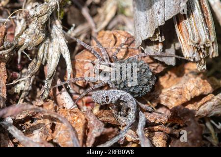 Araignée loup femelle portant de jeunes araignées sur son dos, membre de la famille Lycosidae, Hampshire, Angleterre, Royaume-Uni Banque D'Images