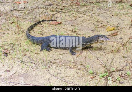 Lézard malais de surveillance de l'eau sur les rives de Marina Bay à Singapour Banque D'Images