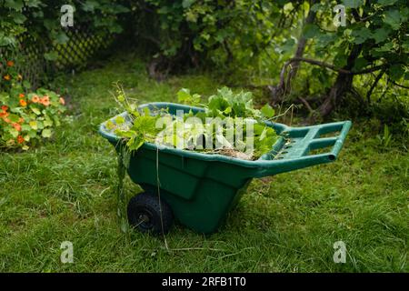 Travaux de jardinage dans un jardin d'été, brouette verte pleine de mauvaises herbes. brouette et branches, jardinage au printemps Banque D'Images