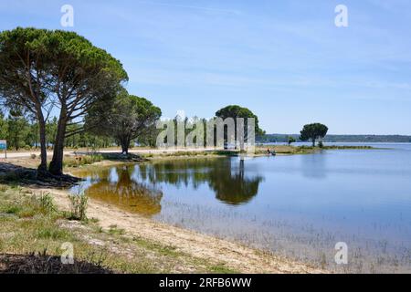 Pins de pierre au barrage de Montargil. Alentejo, Portugal Banque D'Images