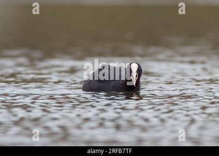 Un coot adulte (Fulica atra) nage sur un lac réfléchissant Banque D'Images