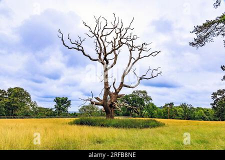 La structure de branche d'un chêne mort dans un champ à 'The Newt in Somersets', nr Bruton, Angleterre, Royaume-Uni Banque D'Images