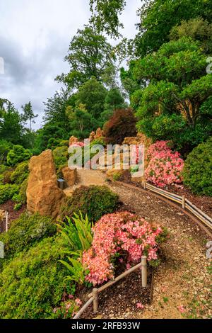 Le jardin japonais coloré avec de nombreuses tailles d'arbres bonsaïs et du gravier ratissé à 'The Newt in Somersets', nr Bruton, Angleterre, Royaume-Uni Banque D'Images