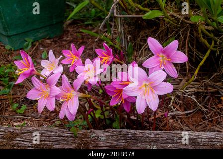 Storm Lilly, Zephyranthes minuta, culture, Malanda, Australie. Banque D'Images