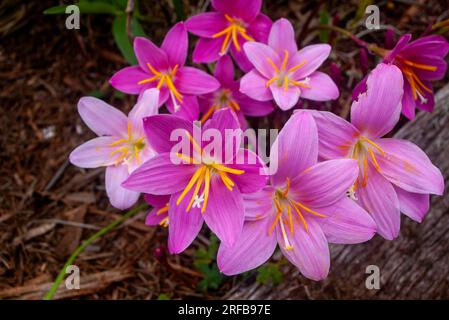 Storm Lilly, Zephyranthes minuta, culture, Malanda, Australie. Banque D'Images