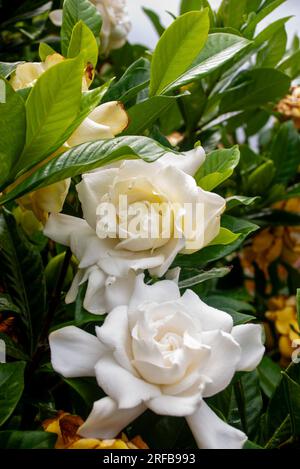 Fleurs de Gardenia, sur buisson, Gardenia jasminoides, Cap Jasmine, cultivé, Malanda, Australie. Banque D'Images